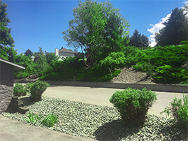 Bushes In Rocks By Street