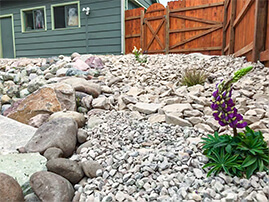 Flowers Planted In Rocks